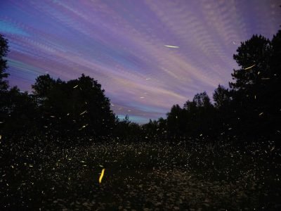 fireflies-camping